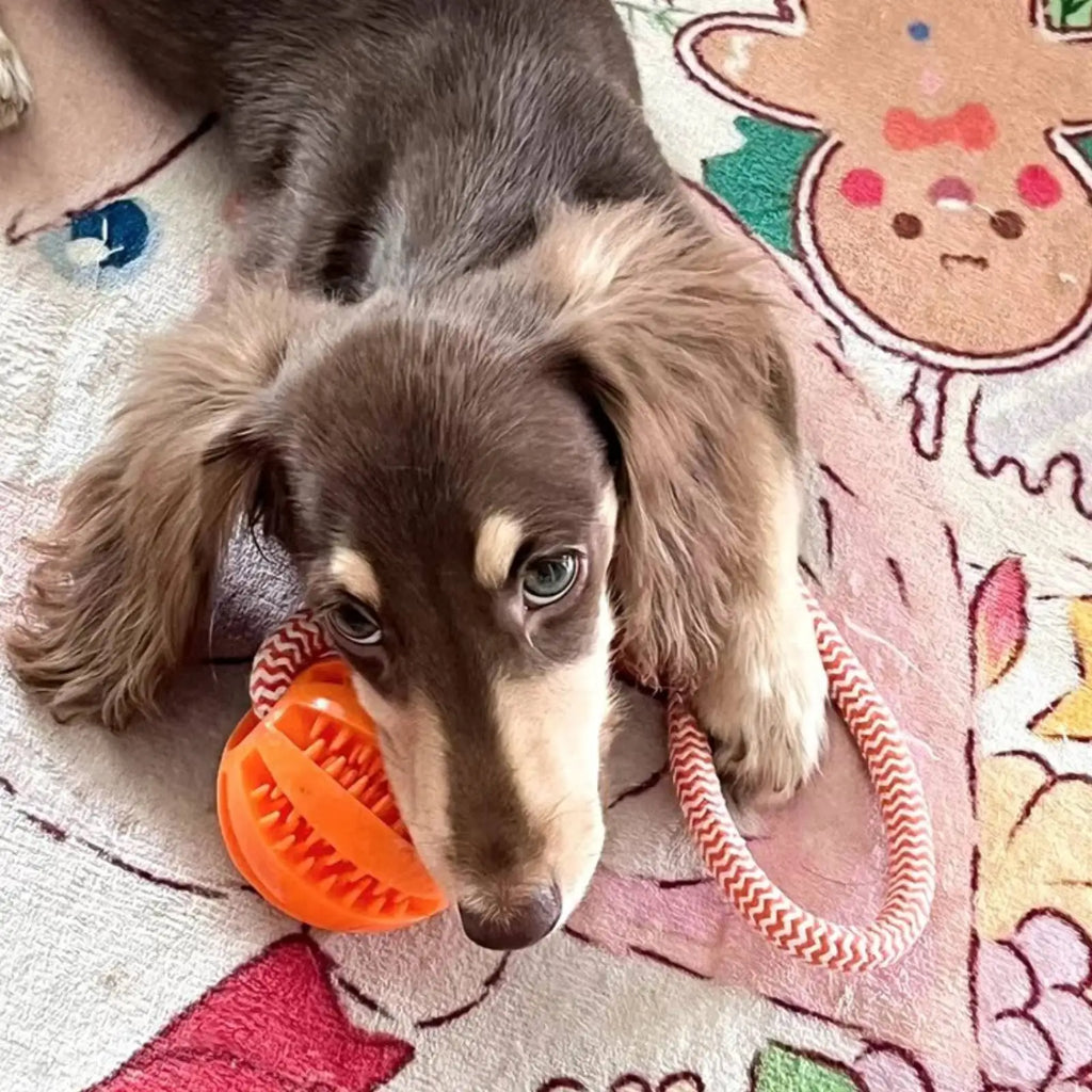 Cotton Rope Toy