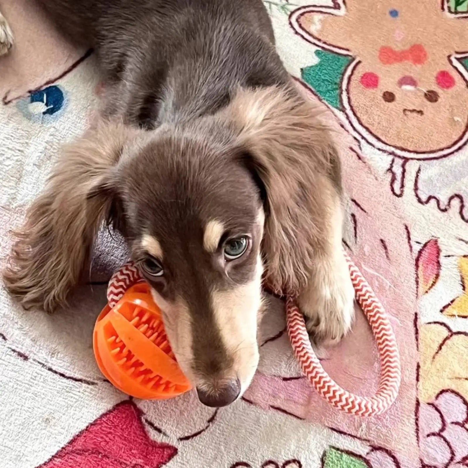 Cotton Rope Toy
